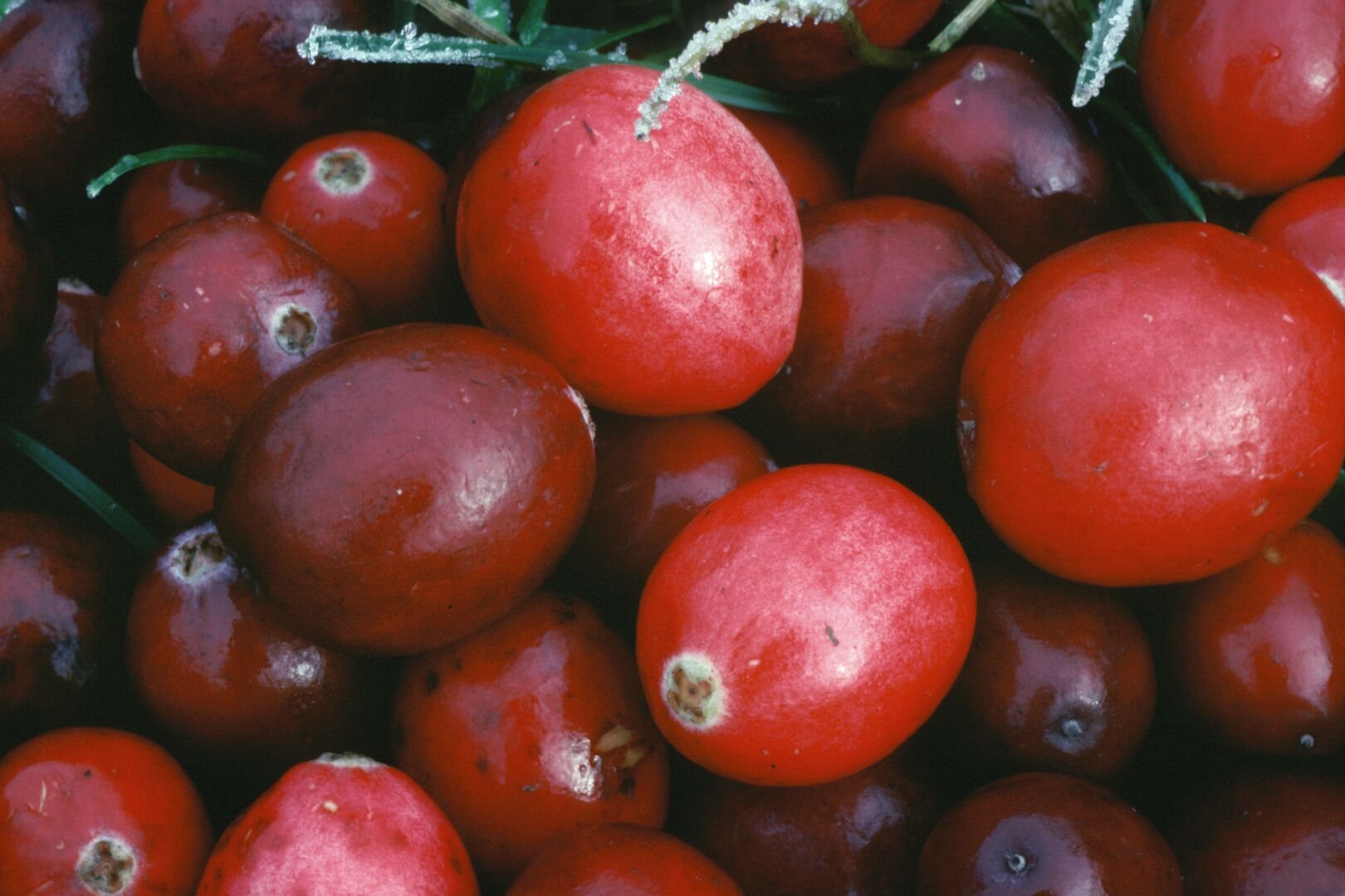 Arkocaps cranberryne caps végétales 150 pce